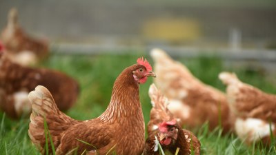 Кокошките се изчервяват в зависимост от емоциите си