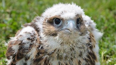 Пет малки соколчета в полет към свободата (СНИМКИ)